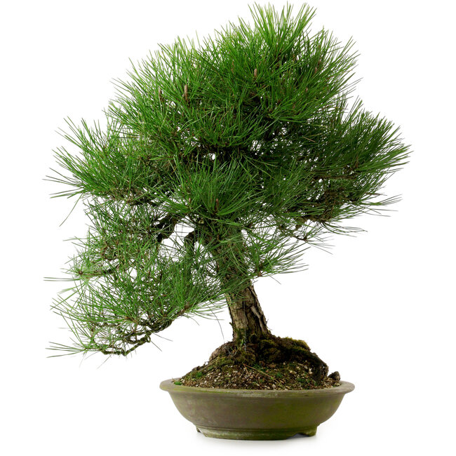 Pinus thunbergii, 55 cm, ± 20 years old, with a nebari of 19 cm