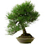 Pinus thunbergii, 55 cm, ± 20 years old, with a nebari of 19 cm