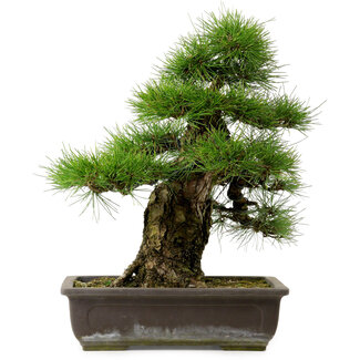 Pinus thunbergii, 50 cm, ± 20 Jahre alt