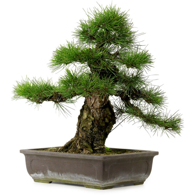 Pinus thunbergii, 50 cm, ± 20 ans, avec un nebari de 17 cm
