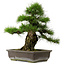 Pinus thunbergii, 50 cm, ± 20 años de edad, con un nebari de 17 cm.