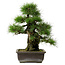 Pinus thunbergii, 50 cm, ± 20 years old, with a nebari of 17 cm