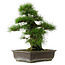 Pinus thunbergii, 50 cm, ± 20 años de edad, con un nebari de 17 cm.