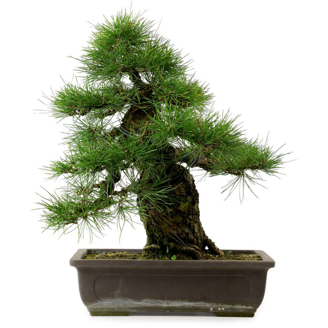 Pinus thunbergii, 50 cm, ca. 20 Jahre alt, mit einem Wurzelhals von 17 cm