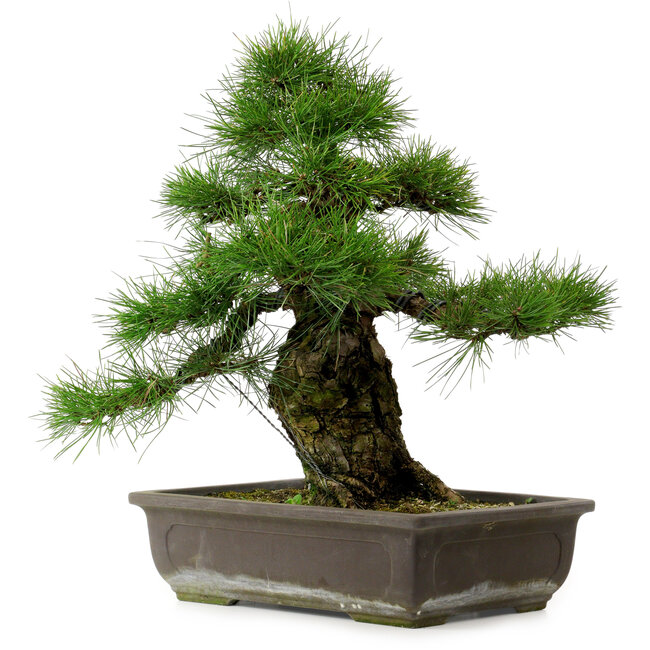 Pinus thunbergii, 50 cm, ca. 20 Jahre alt, mit einem Wurzelhals von 17 cm