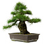 Pinus thunbergii, 50 cm, ± 20 jaar oud, met een nebari van 17 cm.