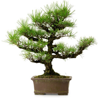 Pinus thunbergii, 44 cm, ± 20 jaar oud
