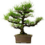 Pinus thunbergii, 44 cm, ± 20 años de edad, con un nebari de 9 cm.