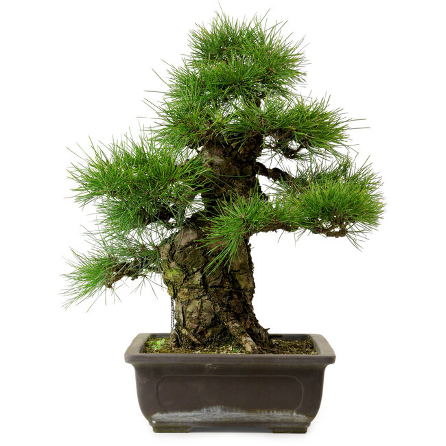 Pinus thunbergii, 50 cm, ± 20 jaar oud, met een nebari van 17 cm.
