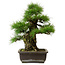 Pinus thunbergii, 50 cm, ± 20 years old, with a nebari of 17 cm