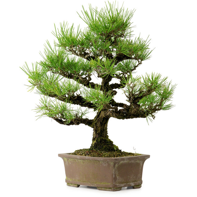 Pinus thunbergii, 44 cm, ca. 20 Jahre alt, mit einem Wurzelhals von 9 cm