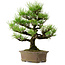 Pinus thunbergii, 44 cm, ± 20 years old, with a nebari of 9 cm