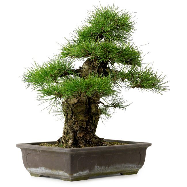 Pinus thunbergii, 50 cm, ± 20 ans, avec un nebari de 17 cm
