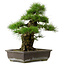 Pinus thunbergii, 50 cm, ± 20 years old, with a nebari of 17 cm