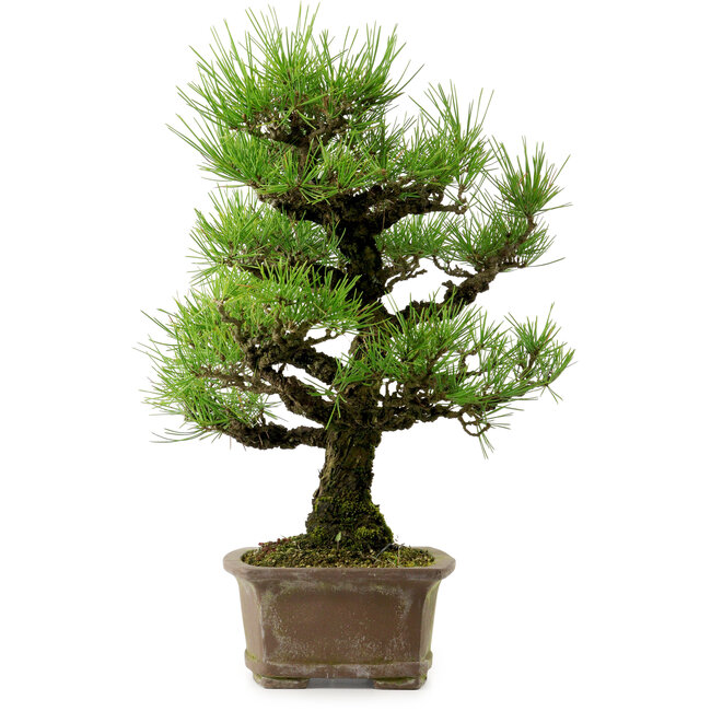 Pinus thunbergii, 44 cm, ± 20 years old, with a nebari of 9 cm