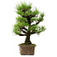 Pinus thunbergii, 44 cm, ± 20 anni, con nebari di 9 cm