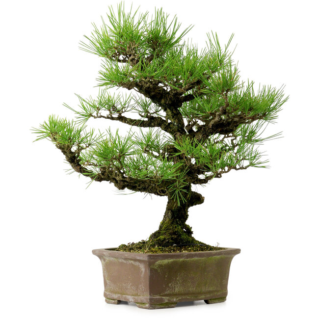 Pinus thunbergii, 44 cm, ± 20 years old, with a nebari of 9 cm