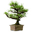 Pinus thunbergii, 44 cm, ± 20 anni, con nebari di 9 cm