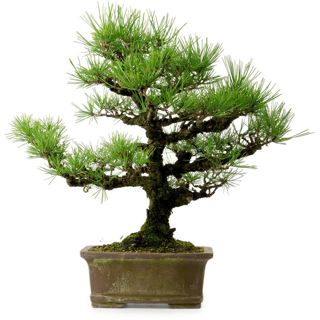 Pinus thunbergii, 44 cm, ± 20 ans, avec un nebari de 9 cm