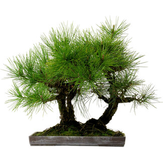 Pinus thunbergii, 36 cm, ± 25 Jahre alt