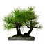 Pinus thunbergii, 36 cm, ± 25 anni, con nebari di 8 cm