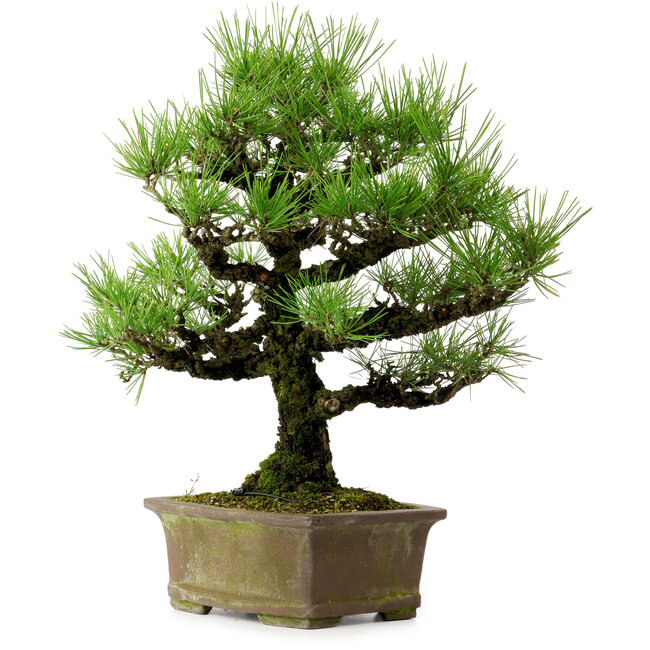 Pinus thunbergii, 44 cm, ± 20 years old, with a nebari of 9 cm