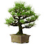 Pinus thunbergii, 44 cm, ± 20 anni, con nebari di 9 cm