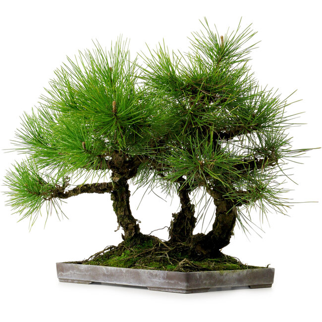 Pinus thunbergii, 36 cm, ca. 25 Jahre alt, mit einem Wurzelhals von 8 cm