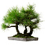 Pinus thunbergii, 36 cm, ca. 25 Jahre alt, mit einem Wurzelhals von 8 cm