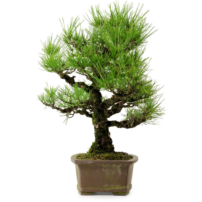 Pinus thunbergii, 44 cm, ± 20 anni, con nebari di 9 cm