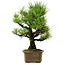 Pinus thunbergii, 44 cm, ca. 20 Jahre alt, mit einem Wurzelhals von 9 cm
