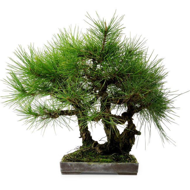 Pinus thunbergii, 36 cm, ca. 25 Jahre alt, mit einem Wurzelhals von 8 cm