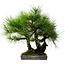 Pinus thunbergii, 36 cm, ca. 25 Jahre alt, mit einem Wurzelhals von 8 cm