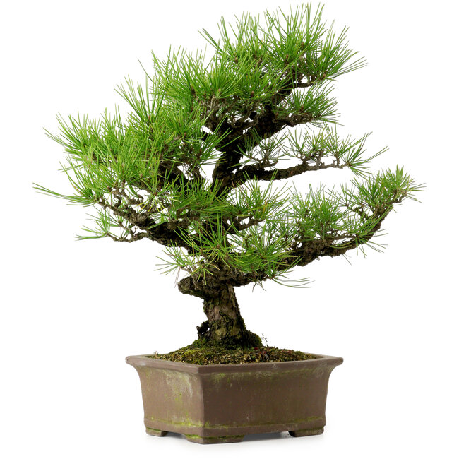 Pinus thunbergii, 44 cm, ca. 20 Jahre alt, mit einem Wurzelhals von 9 cm