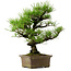 Pinus thunbergii, 44 cm, ± 20 ans, avec un nebari de 9 cm