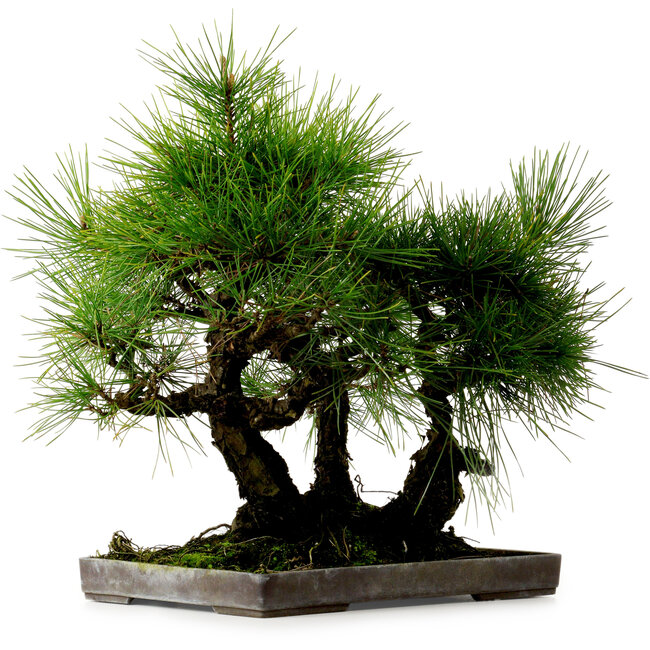 Pinus thunbergii, 36 cm, ca. 25 Jahre alt, mit einem Wurzelhals von 8 cm