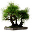 Pinus thunbergii, 36 cm, ca. 25 Jahre alt, mit einem Wurzelhals von 8 cm