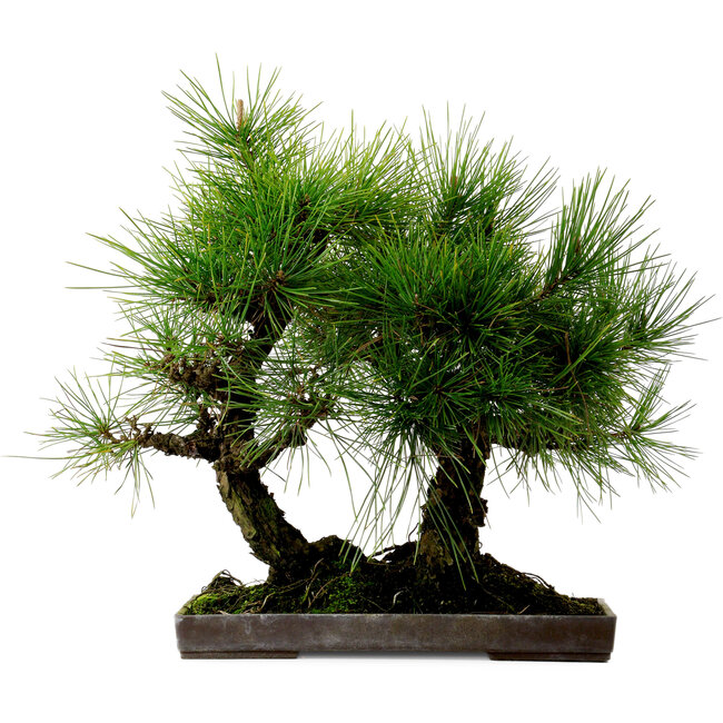 Pinus thunbergii, 36 cm, ± 25 años, con un nebari de 8 cm.