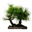 Pinus thunbergii, 36 cm, ± 25 jaar oud, met een nebari van 8 cm.