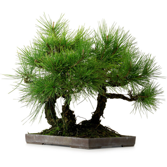 Pinus thunbergii, 36 cm, ± 25 anni, con nebari di 8 cm