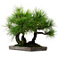 Pinus thunbergii, 36 cm, ± 25 years old, with a nebari of 8 cm