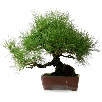Pinus thunbergii, 41 cm, ± 25 Jahre alt
