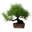 Pinus thunbergii, 41 cm, ± 25 años, con un nebari de 16 cm.