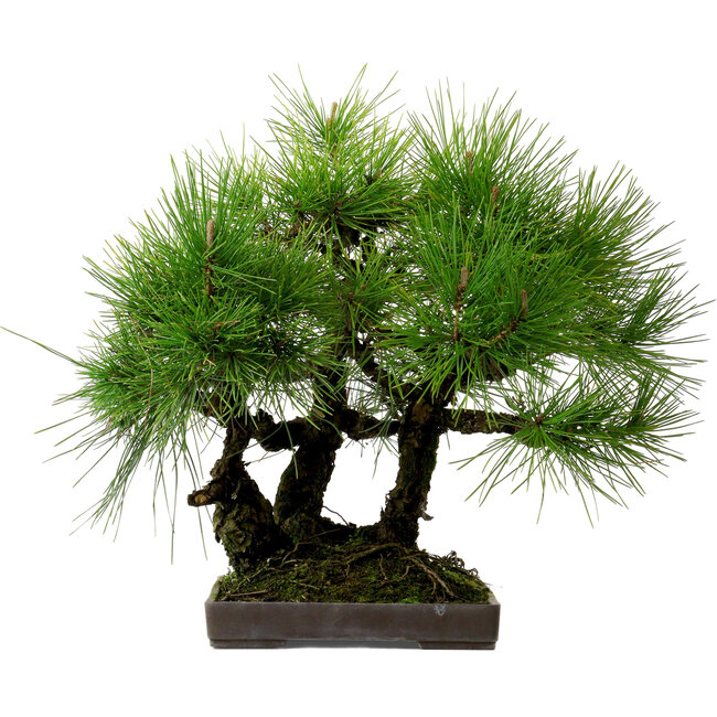Pinus thunbergii, 36 cm, ca. 25 Jahre alt, mit einem Wurzelhals von 8 cm