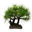 Pinus thunbergii, 36 cm, ± 25 jaar oud, met een nebari van 8 cm.
