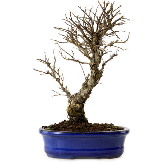 Ulmus parvifolia Nire, 24 cm, ± 8 años