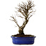 Ulmus parvifolia Nire, 24 cm, ± 8 Jahre alt