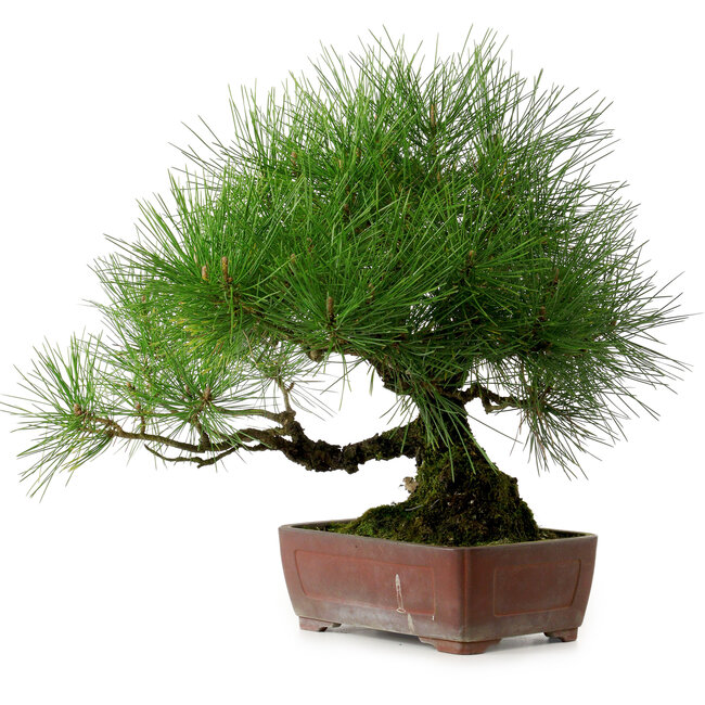 Pinus thunbergii, 41 cm, ± 25 years old, with a nebari of 16 cm