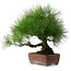Pinus thunbergii, 41 cm, ± 25 years old, with a nebari of 16 cm