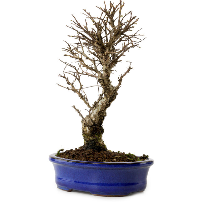 Ulmus parvifolia Nire, 24 cm, ± 8 años